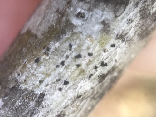 iNaturalist observation photo of Common Lichens