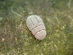 Coelostomidia zealandica