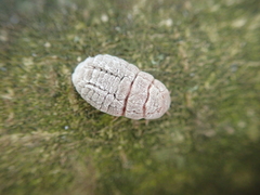 Coelostomidia zealandica