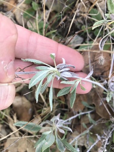 iNaturalist observation photo of Plants