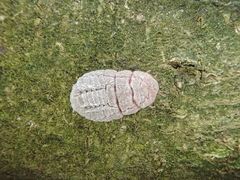 Coelostomidia zealandica