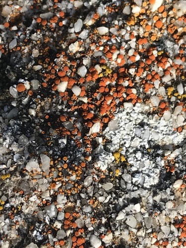 iNaturalist observation photo of sunburst lichens, firedots, and allies