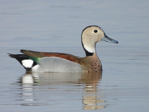 Canard à collier noir