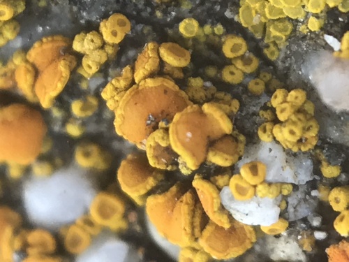iNaturalist observation photo of sunburst lichens, firedots, and allies