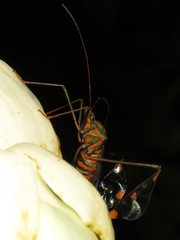 Diactor bilineatus