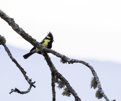 Machlolophus xanthogenys