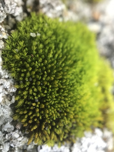 iNaturalist observation photo of Mosses