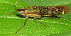 Raphirhinus phosphoreus