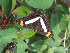 Adelpha naxia