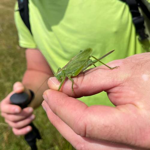 Upland Green Bush-cricket photo 6