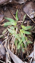 Dichanthelium lanuginosum