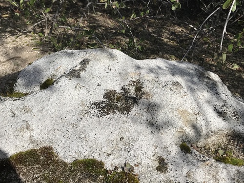 iNaturalist observation photo of Common Lichens
