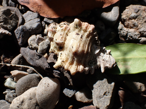 Chicoreus brevifrons, 2025-12-26