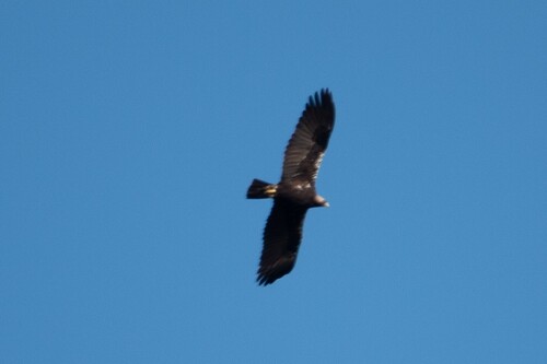 Águila imperial ibérica (Aquila adalberti)