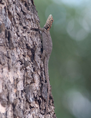 Tropidurus etheridgei
