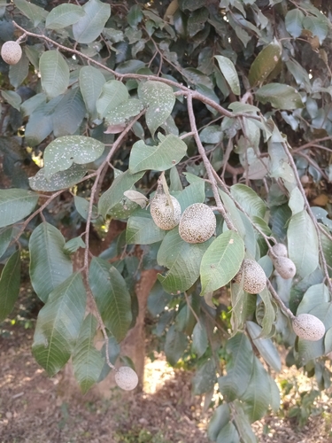 Mobola Plum
