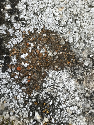 iNaturalist observation photo of Common Lichens