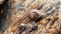 Helminthoglypta cypreophila