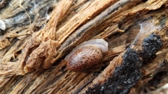 Helminthoglypta cypreophila