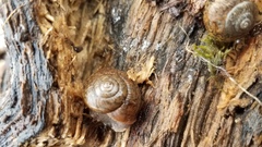 Helminthoglypta cypreophila