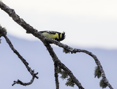 Machlolophus xanthogenys