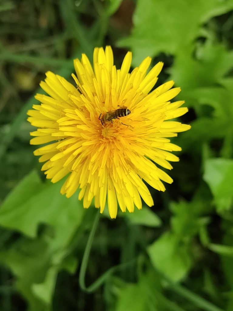 Agapostemon leunculus