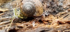 Helminthoglypta cypreophila