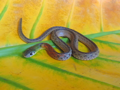 Rhabdophis subminiatus