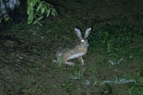 Iberian Hare