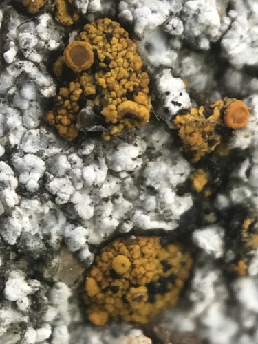 iNaturalist observation photo of Common Lichens