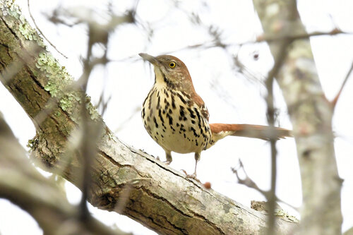 Brown Thrasher