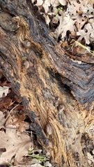 Helminthoglypta cypreophila