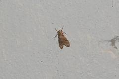 Halysidota tucumanicola