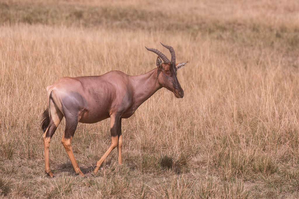 Damaliscus lunatus jimela, Mara, Kenya, by galewski