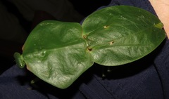 Choeradodis rhomboidea