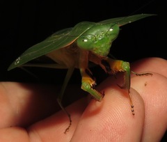 Choeradodis rhomboidea