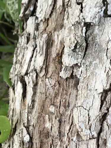 iNaturalist observation photo of Western Velvety Tree Ant