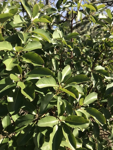 iNaturalist observation photo of Pacific madrone