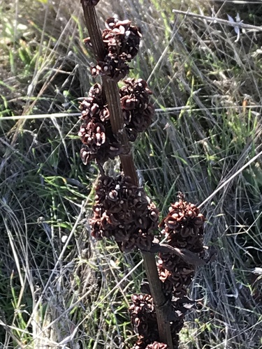 iNaturalist observation photo of curled dock