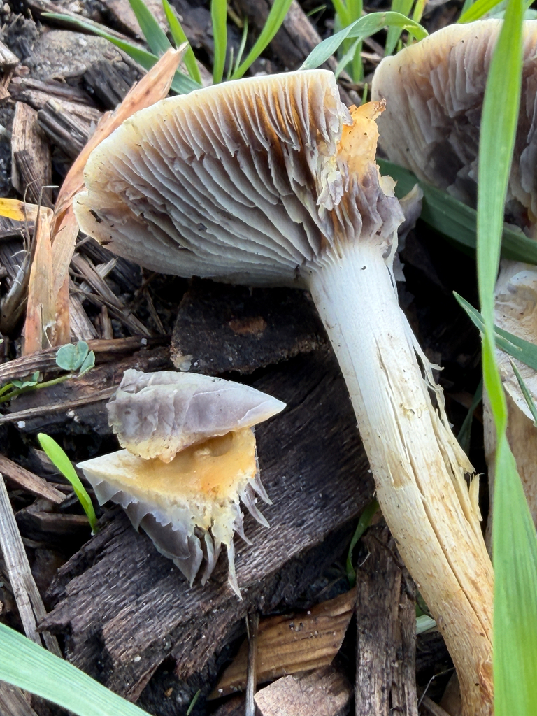 Leratiomyces percevalii · December 2025 · photo: © chrisalises (iNaturalist, cc-by)