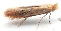 Phyllonorycter messaniella