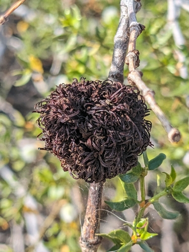 Unknown species found near F343+64, Phoenix, AZ 85008, USA