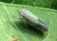 Xyphon reticulatum