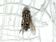 Sarcofahrtiopsis paterna