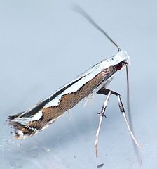 Dialectica aemula
