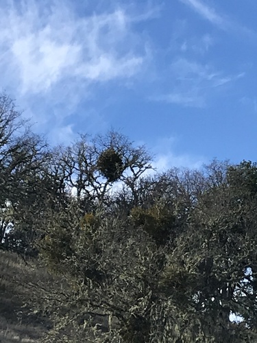 iNaturalist observation photo of leafy mistletoes
