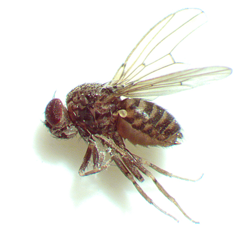 Unknown species found near Cotswold, Charlotte, NC 28211, USA
