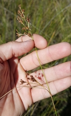 Rhynchospora odorata
