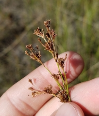 Rhynchospora odorata