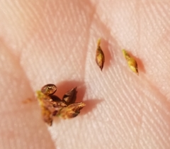 Rhynchospora odorata